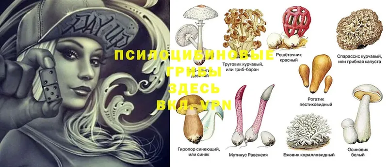 Галлюциногенные грибы GOLDEN TEACHER  Тейково 